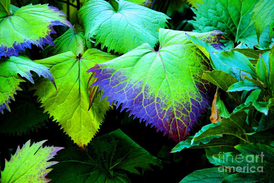 Purple Veins Photograph