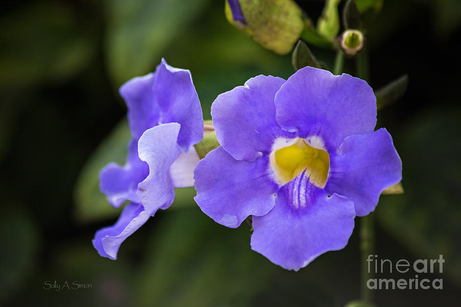 Purple Vine Flower Photograph by Sally Simon