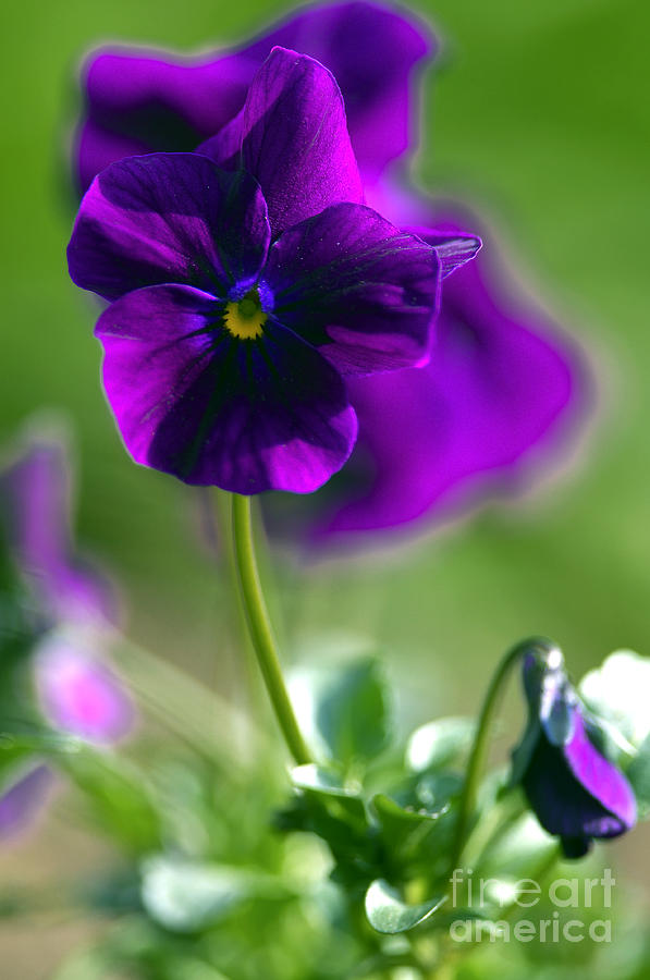 Purple Viola Photograph by Sharon Talson