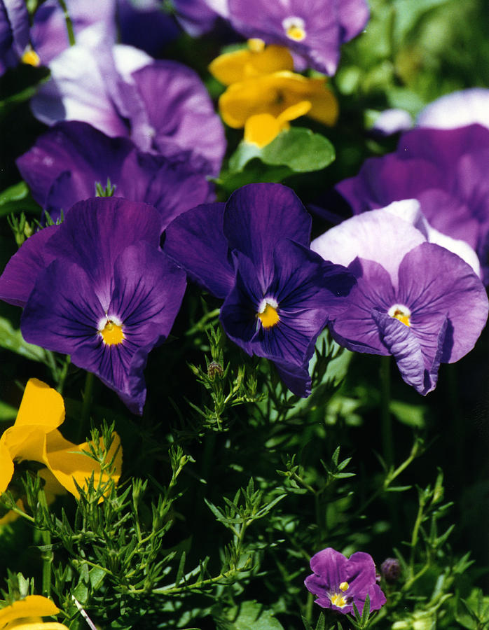 Purple Violas Photograph by Robert Lozen