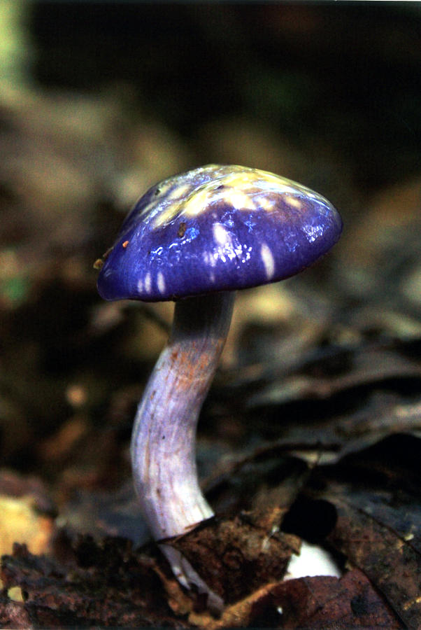 Mushroom Photograph - Purple Viscous Mushroom by Roger Soule