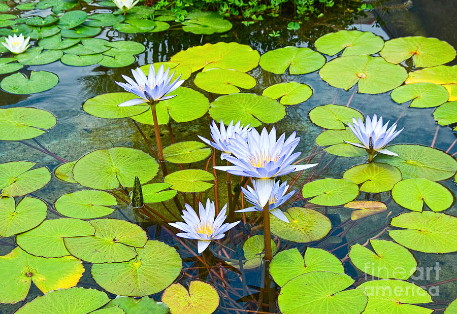 Lily Photograph - Purple water lilies in a pond. by Jamie Pham