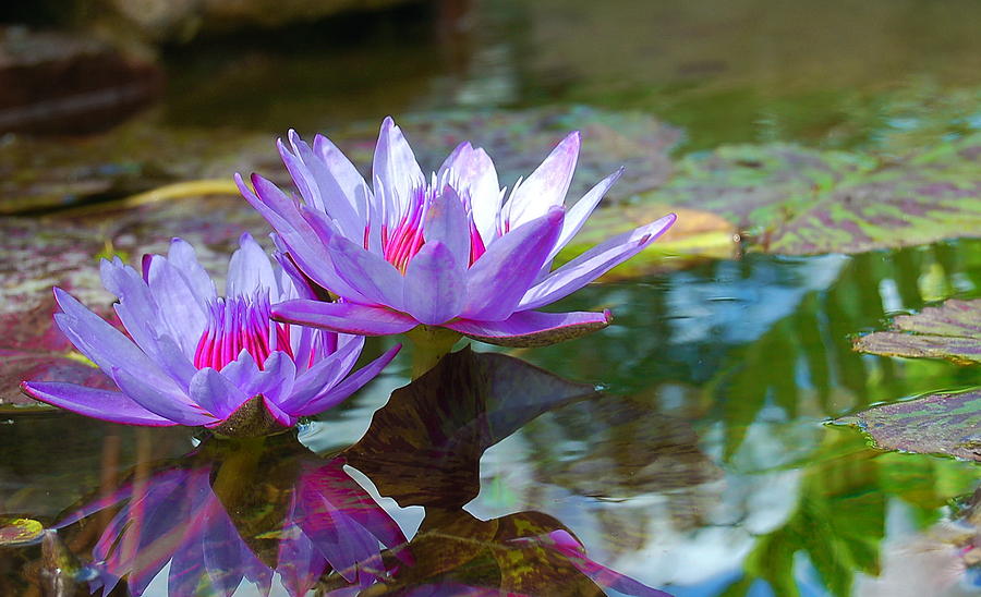 Purple Water Lilies Photograph by Tamyra Crossley