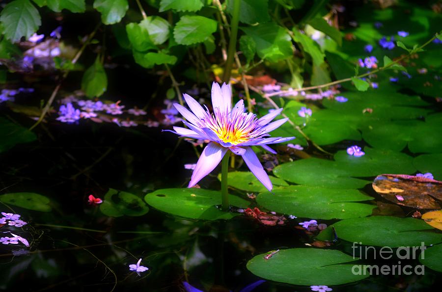 Purple Water Lilly Photograph by Peggy Franz