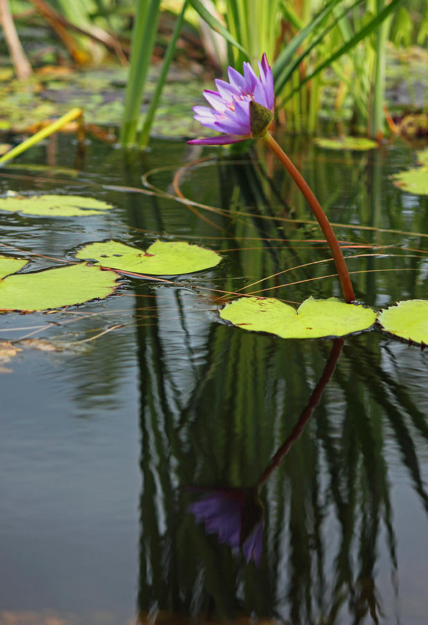 Purple Water Lily and Reflection Photograph by Suzanne Gaff