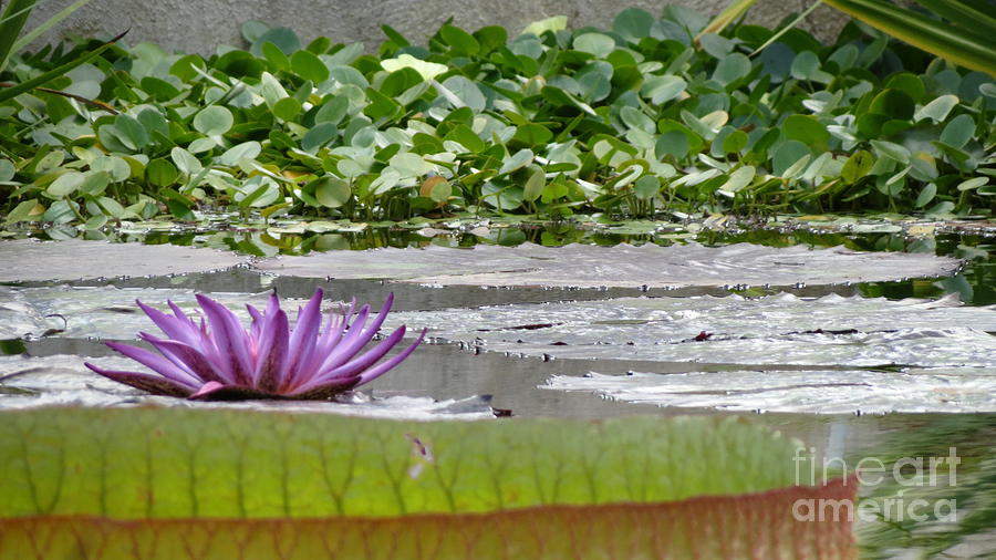 Purple Water Lily   Photograph by Anita Adams