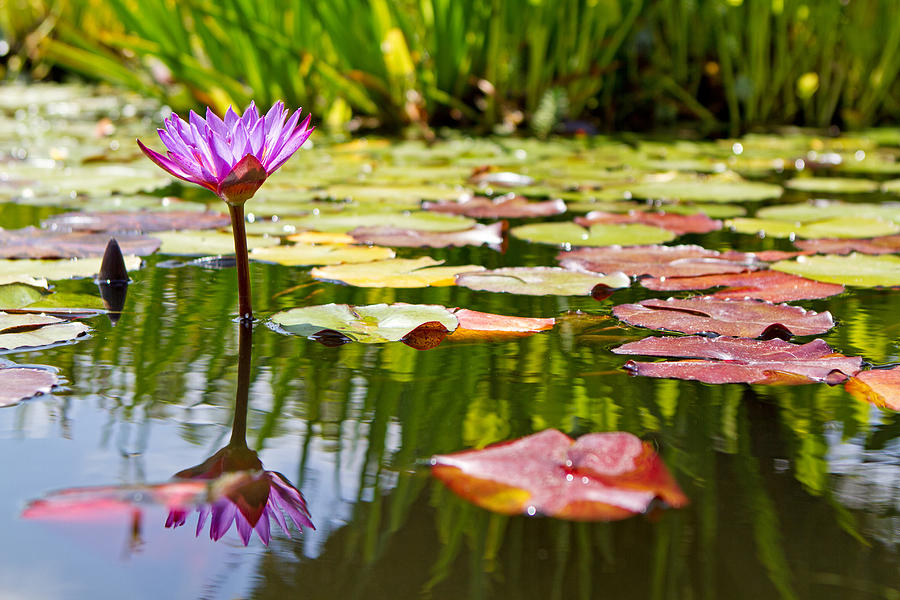Nature Photograph - Purple Water Lily Flower in Lily Pond by Good Focused
