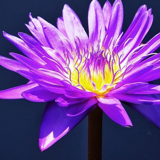 Flower Photograph - Purple Water Lily. by Traci Law