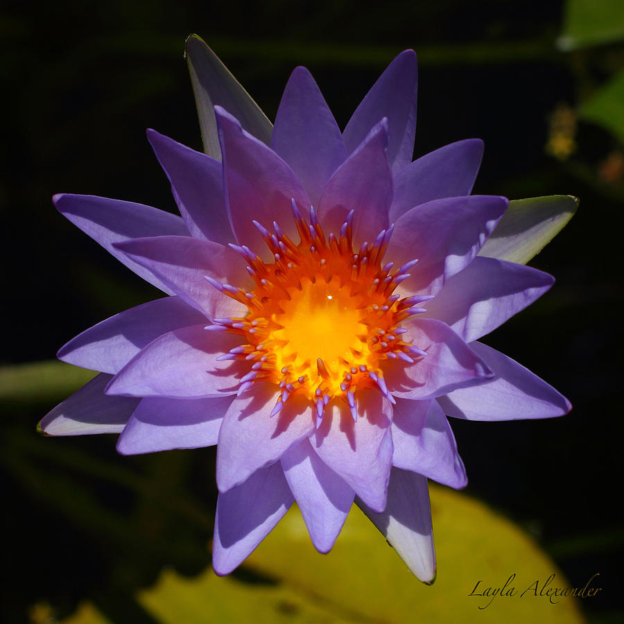 Flowers Still Life Photograph - Purple Water Lily Golden Honey Drop square by Layla Alexander