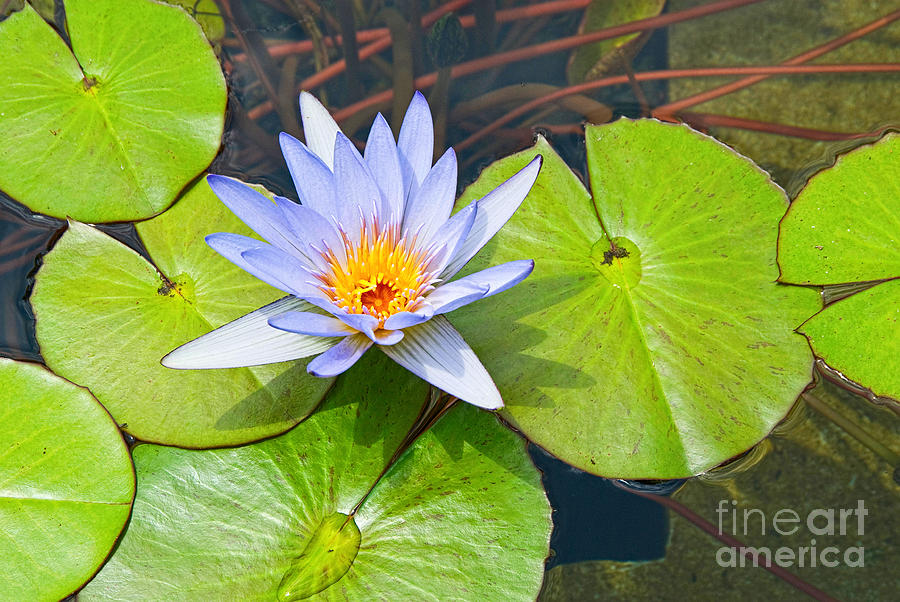 Lily Photograph - Purple Water Lily in pond. by Jamie Pham