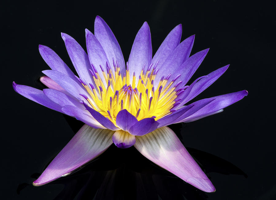 Purple Water Lily Photograph by Jean Noren
