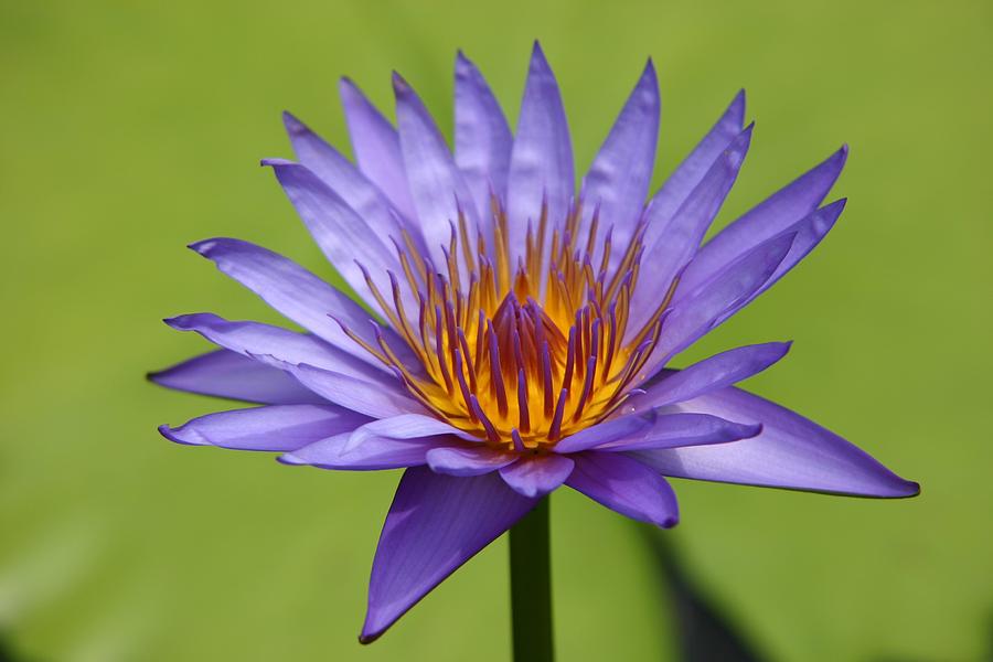 Purple Water Lily Photograph by John Dart