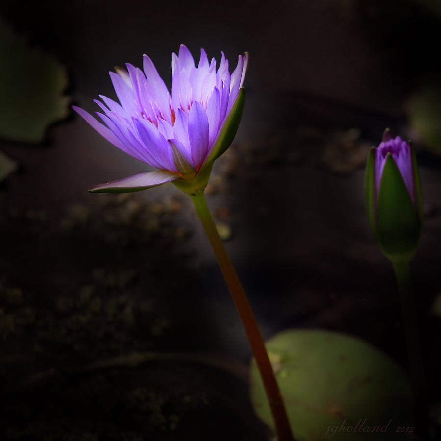 Purple Water Lily Photograph by Joseph G Holland