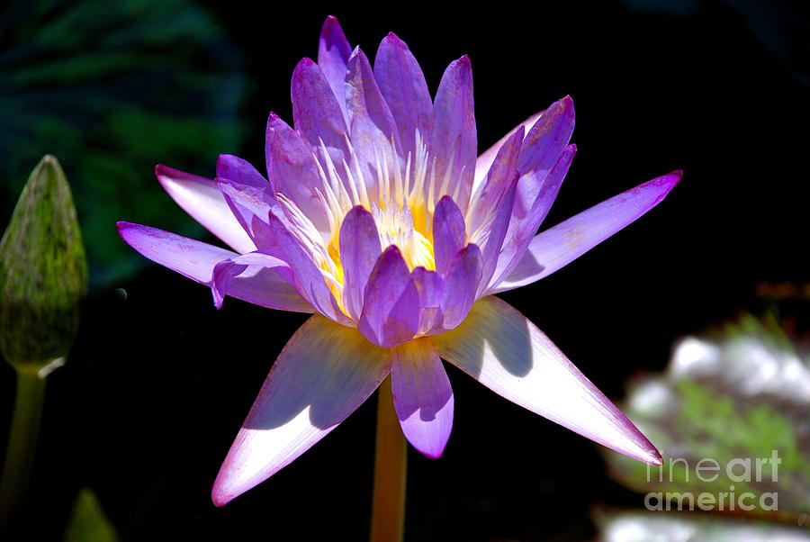 Purple Water Lily Photograph