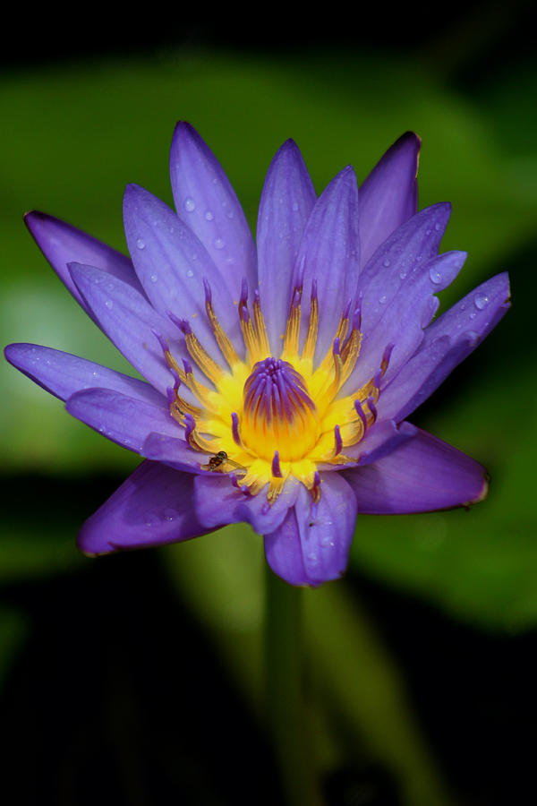 Purple Water Lily Photograph by Pamela Walton - Fine Art America