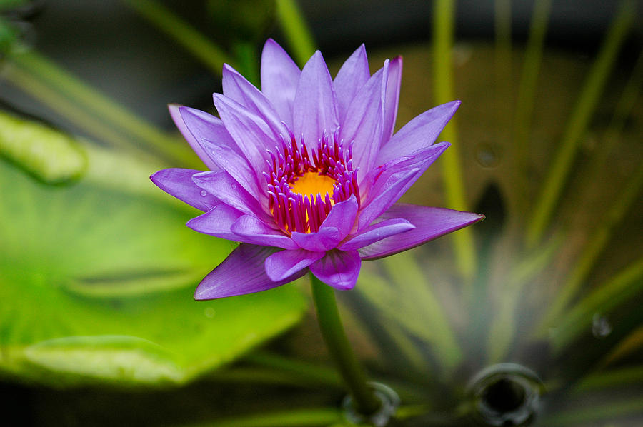 Purple Water Lily. Photograph by Rob Huntley