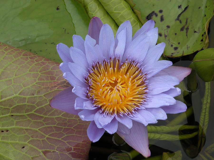 Purple water lily Photograph by Rudy Umans