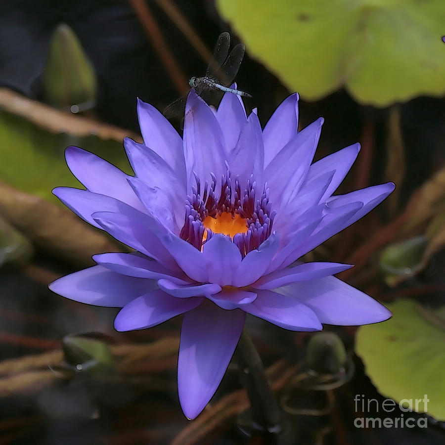 Purple Water Lily Square - Digital Art Photograph by Carol Groenen ...