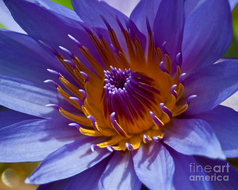 Purple Water Lily Photograph by Stephen Whalen