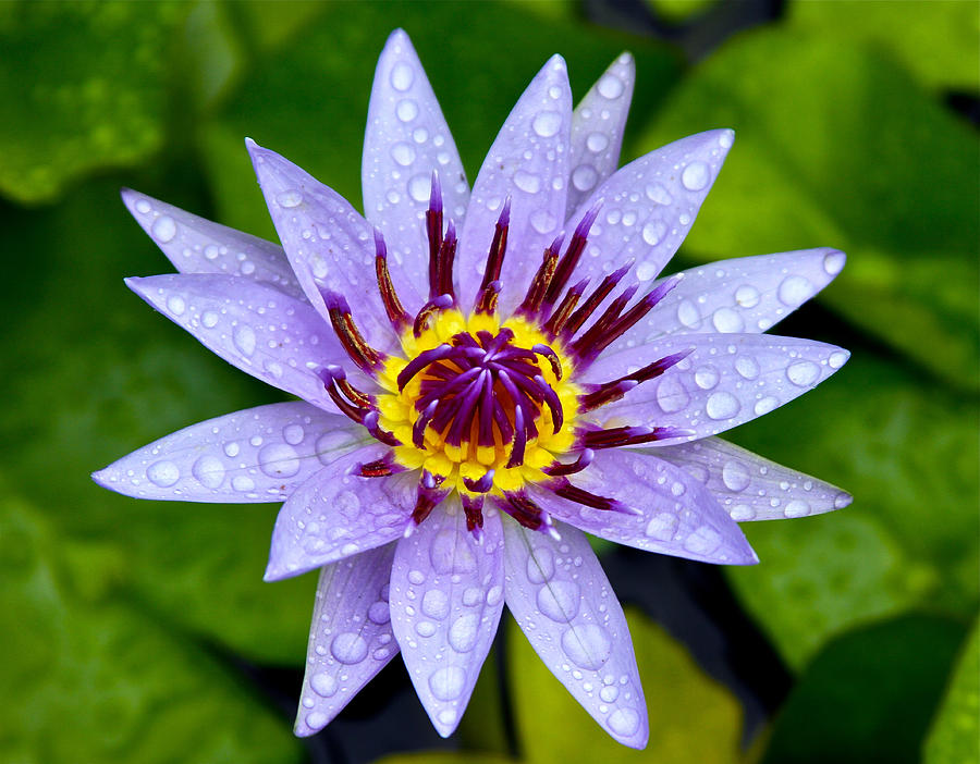 Purple Water Lily Photograph by Venetia Featherstone-Witty