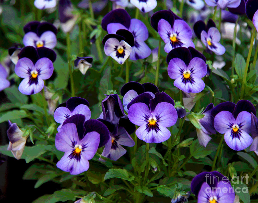 Purple Waterford Flowers Photograph by Larry Oskin