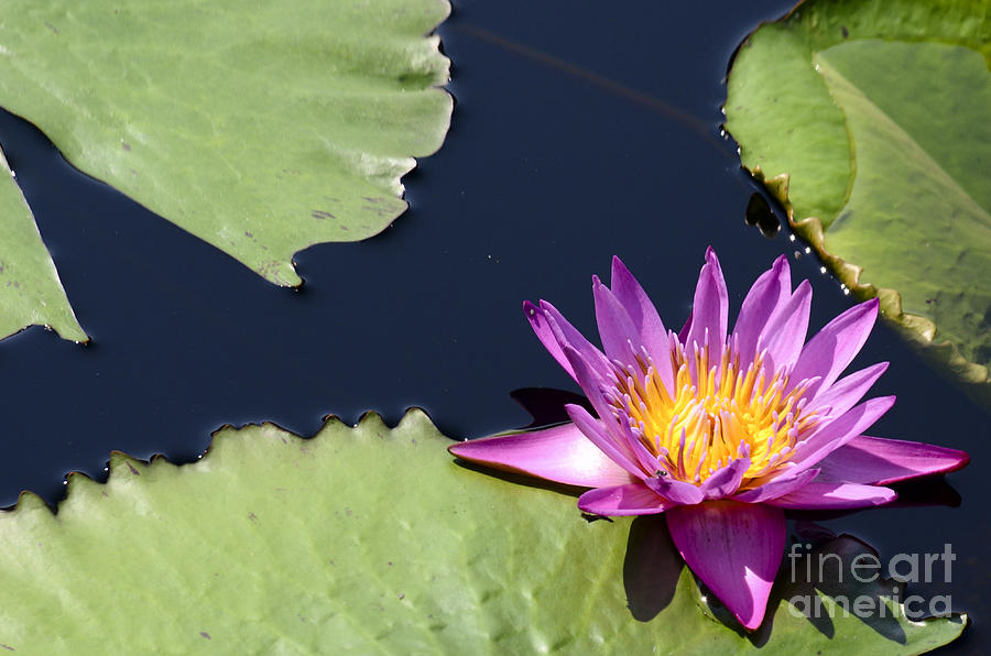 Purple Waterlilly Photograph by Crystal Wightman