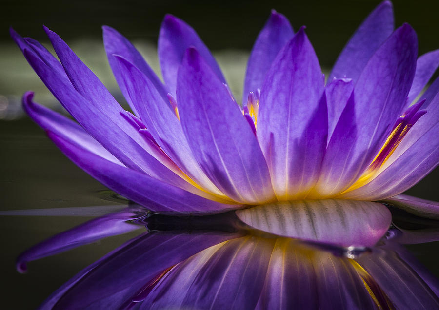 Purple Waterlily Abstract Photograph by Jean Noren