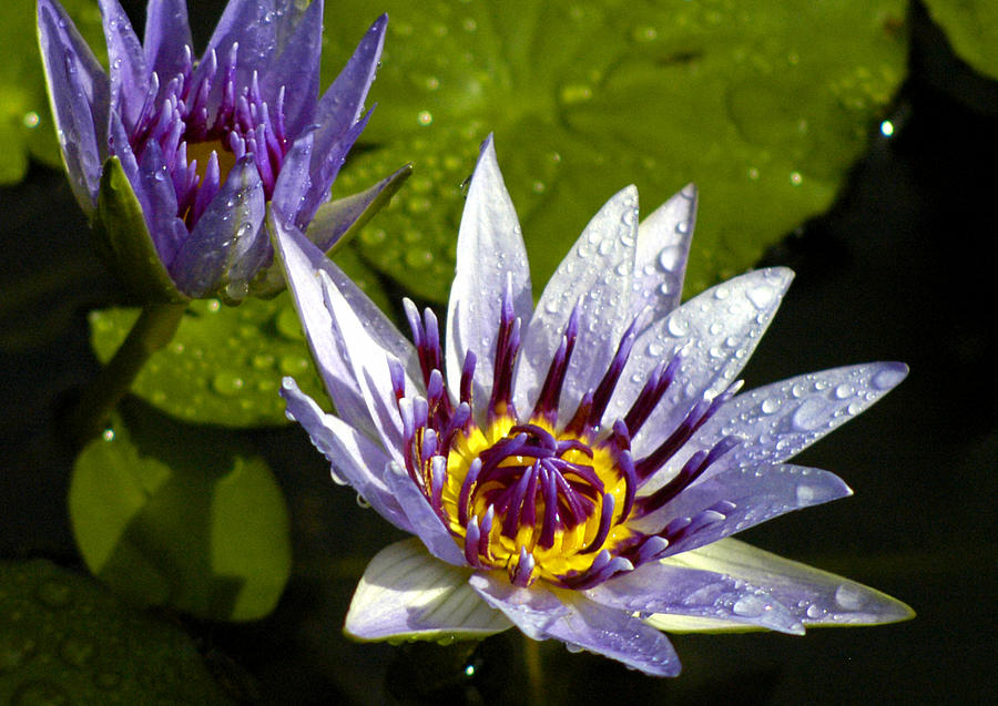 Purple Water lily Dew Photograph by Lehua Pekelo-Stearns