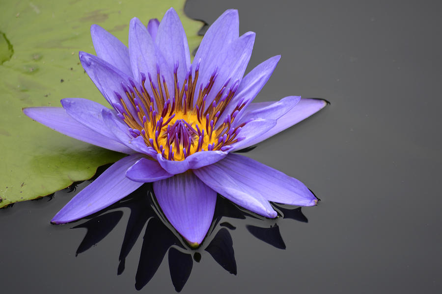 Purple Waterlily Photograph by Forest Floor Photography