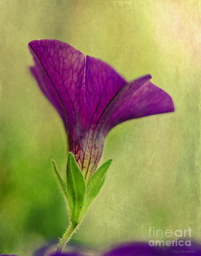 Purple Wave Petunia Photograph by Mary Jane Armstrong