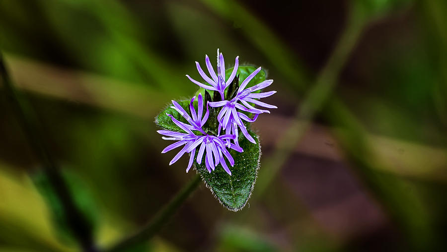 Purple Weed Bloom Photograph by Michael Whitaker