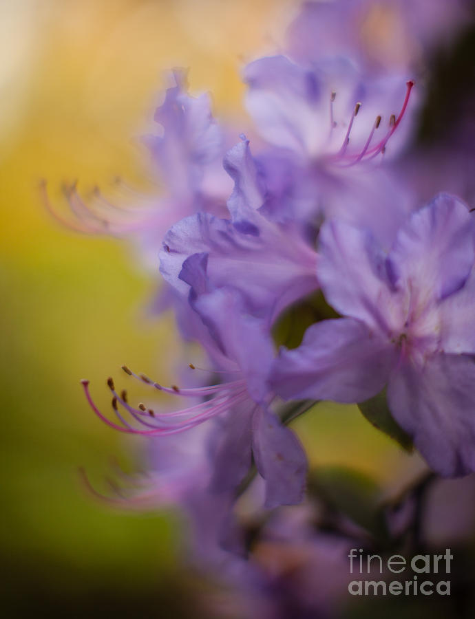 Flower Photograph - Purple Whispers by Mike Reid