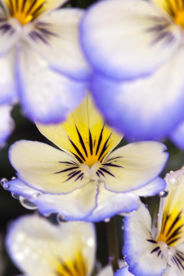 Nature Photograph - Purple White and Yellow Johnny-Jump-Ups by RM Vera