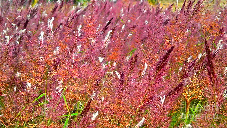Purple White Tip Grass Photograph by Cheryl Cutler