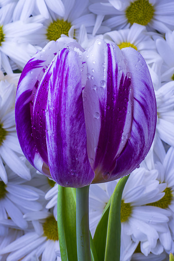 Tulip Photograph - Purple white tulip by Garry Gay