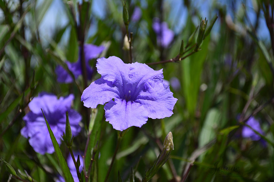 Purple Wild Flower Photograph by Jody Lane