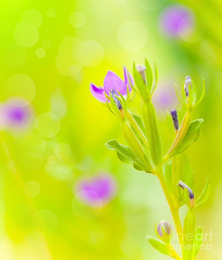 Purple wild flowers Photograph by Anna Om