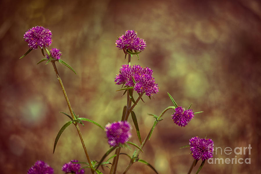 Purple Wild Flowers Photograph by Douglas Barnard