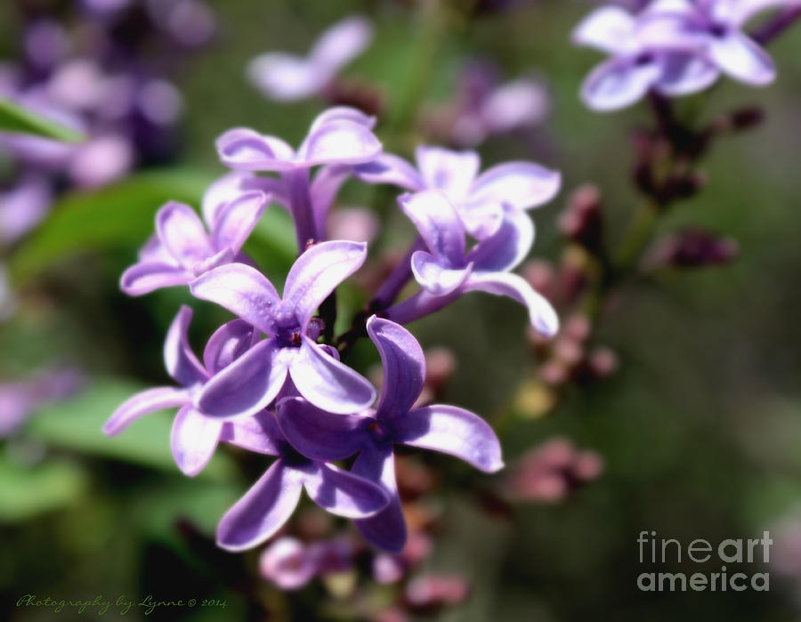 Nature Photograph - Purple Wild Flowers by Gena Weiser