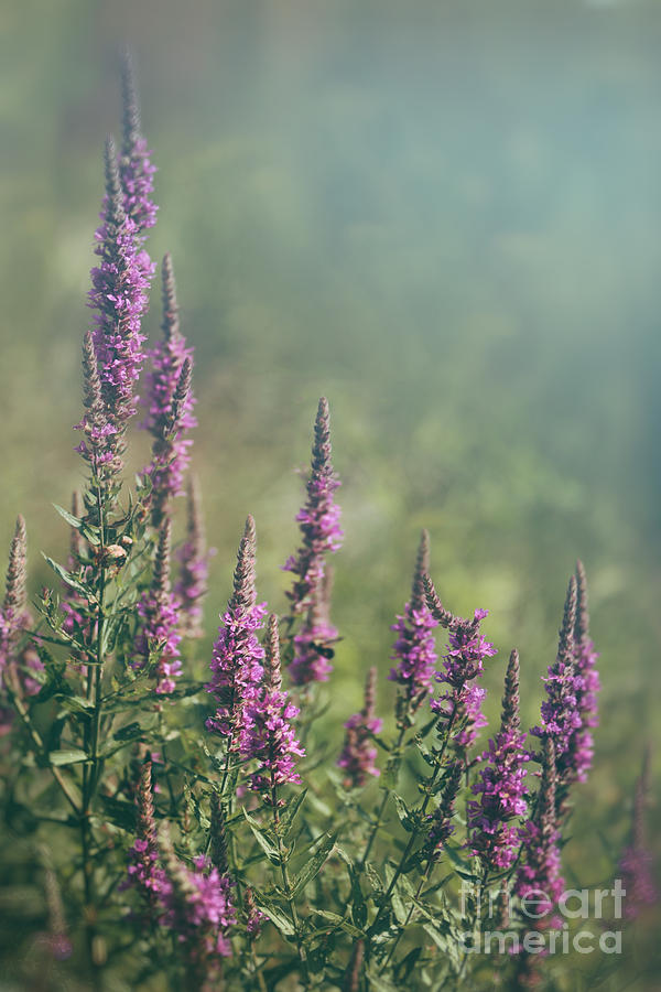 Purple wild flowers growing in field Photograph by Sandra Cunningham
