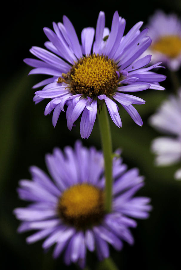 Daisy Photograph - Purple Wild Flowers by Paul Shefferly