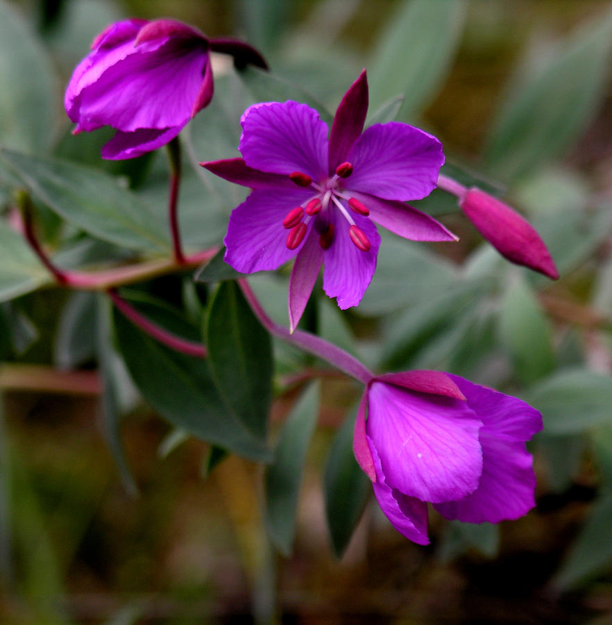 Purple Wild Flowers Photograph by Robert Lozen