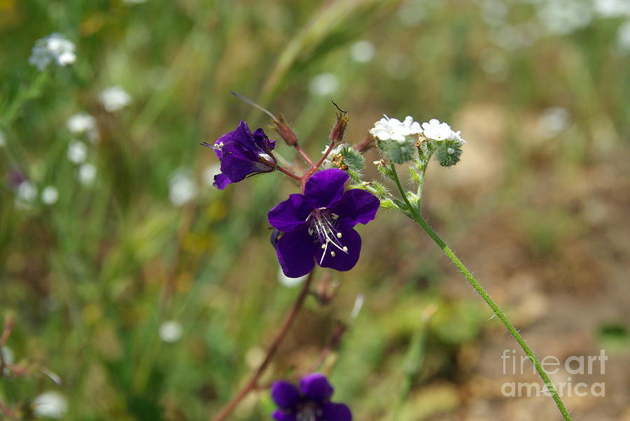 Wildflowers Photograph - Purple wildflower 1.6381 by Stephen Parker