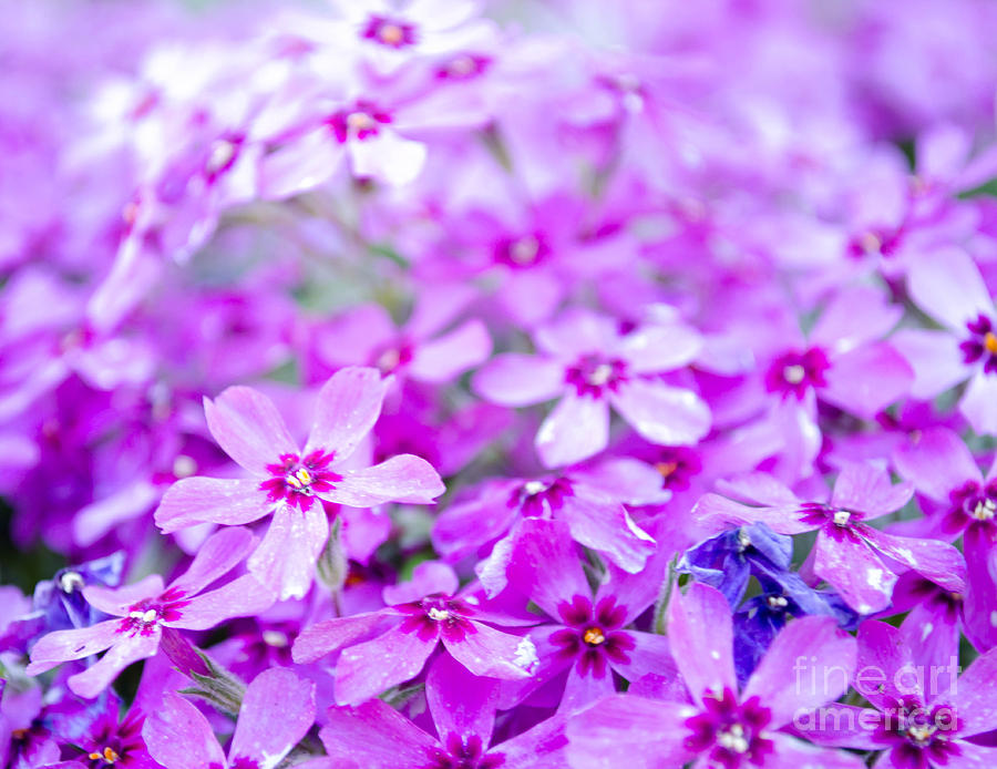 Purple Wildflower Photograph