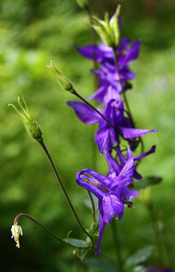 Purple wildflower at Bernese Oberland Switzerland Photograph by Jetson Nguyen