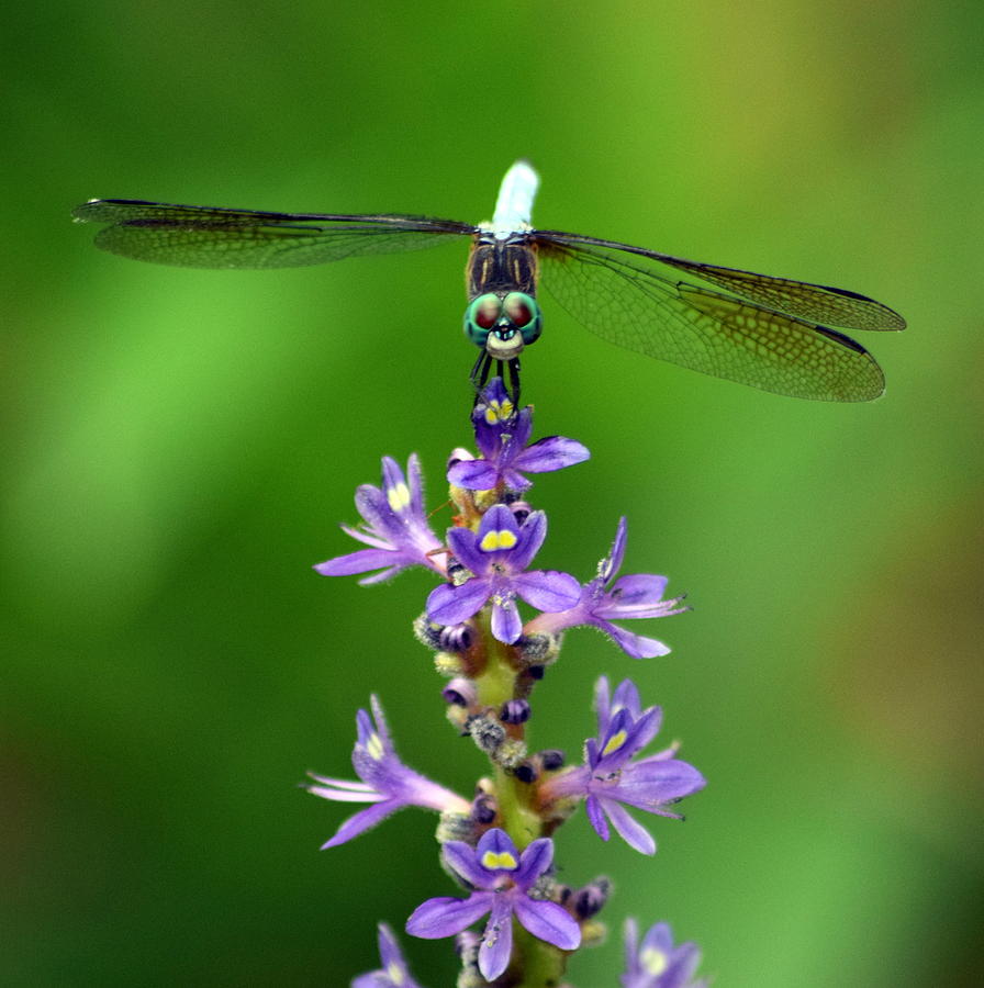 Purple Wildflower Dragonfly 1 Photograph by Sheri McLeroy