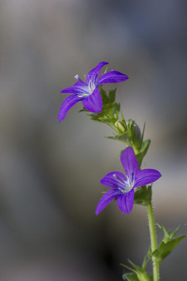 Purple Wildflower Photograph by Robert Camp
