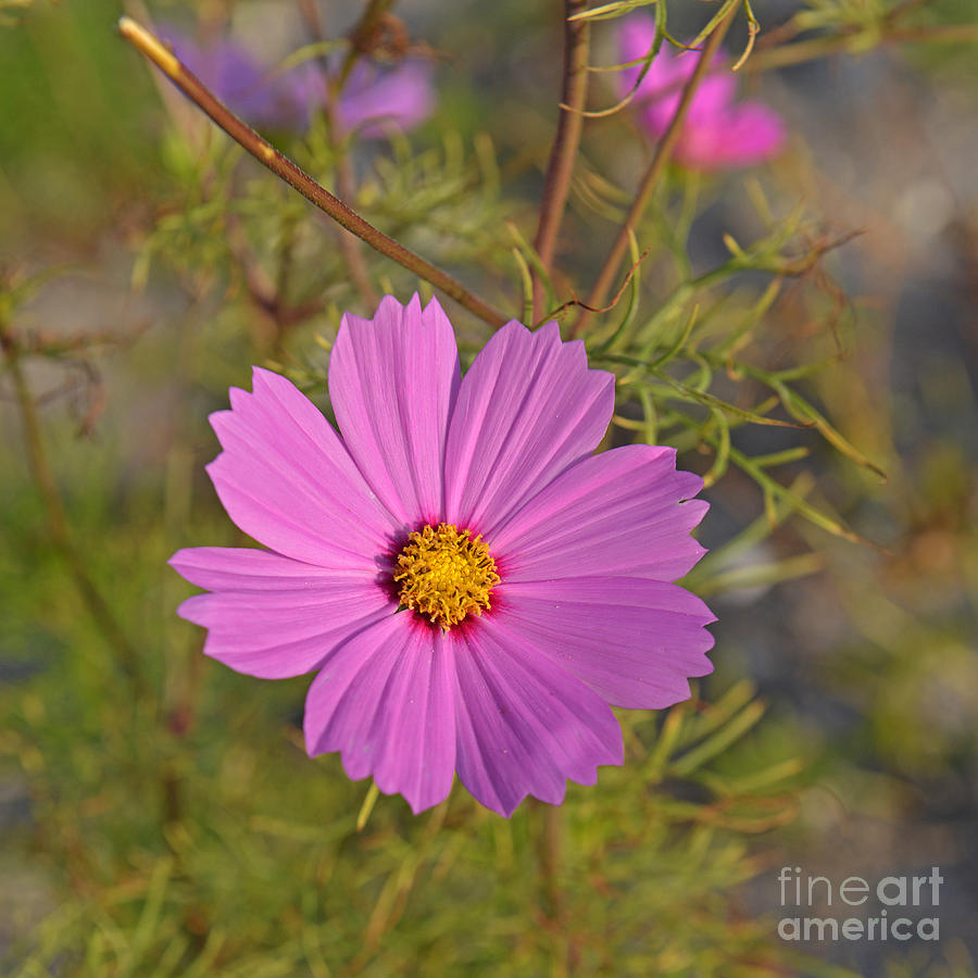 Flower Photograph - Purple Wildflower by Roy Thoman