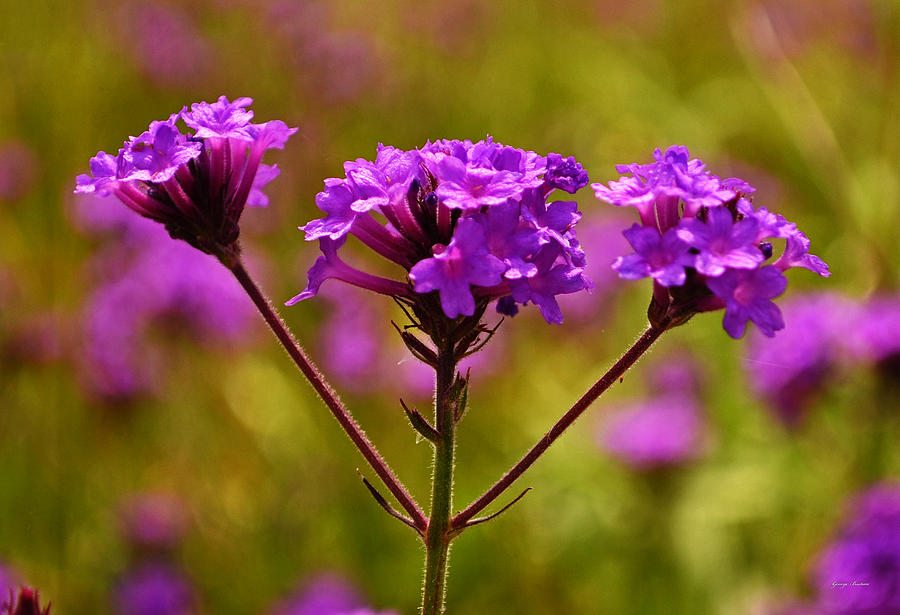 Purple Wildflowers 03 Photograph by George Bostian