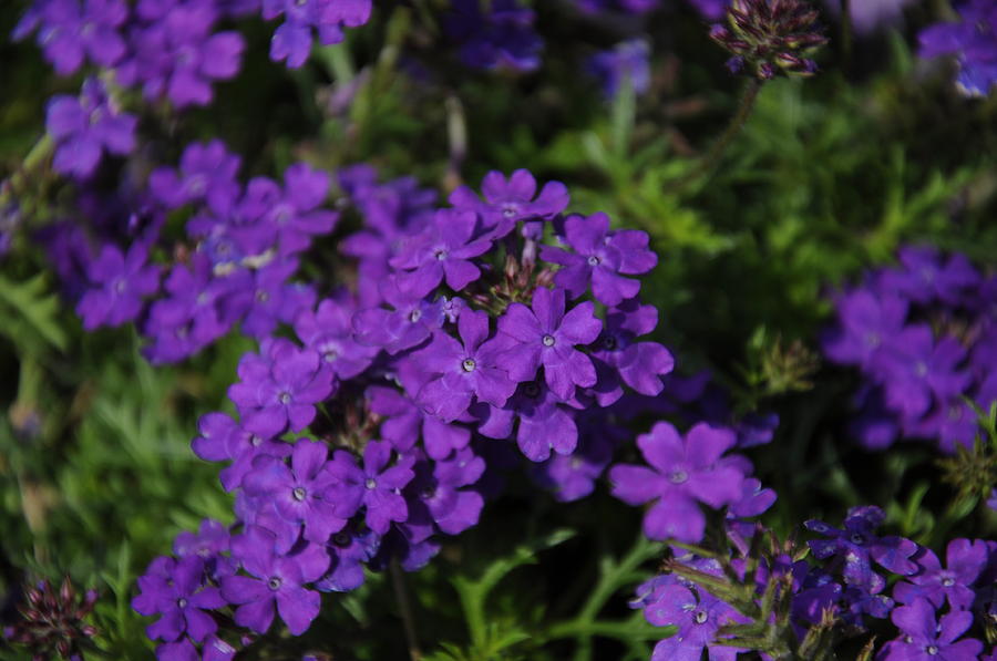 Purple Wildflowers 2 Photograph by Nicole Berna